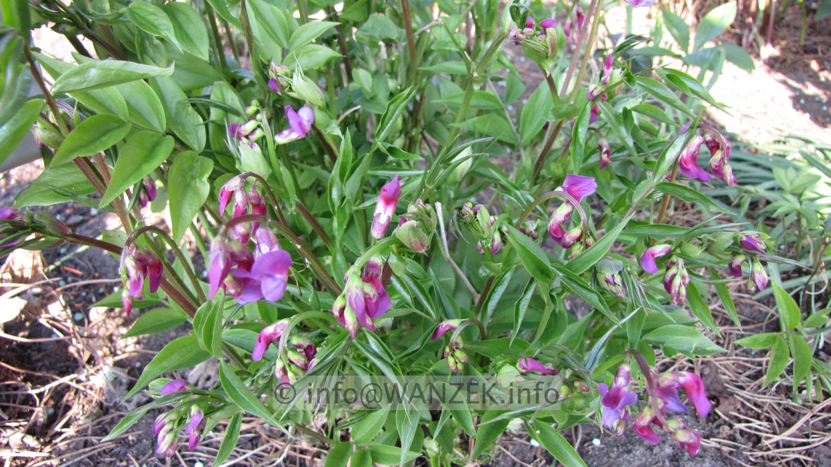 Lathyrus vernus Roseus 01.JPG